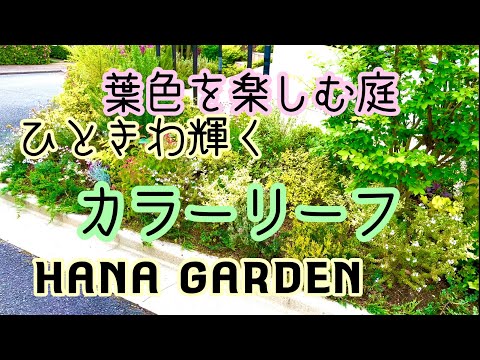 園芸 家が大好きなシルバーフィッシュ