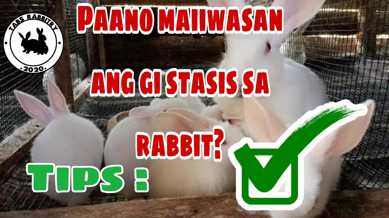 Paano maiiwasan ang GI stasis sa rabbit | How to avoid gi stasis in rabbits| RABBIT FARMING