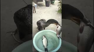 Cormorant #Fish #ohNo