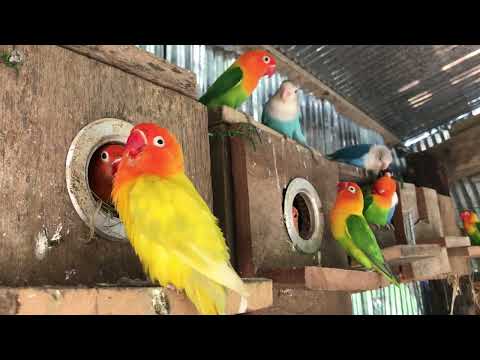 Lovebird Sounds | 2 Hour Lovebirds Sounds ❤️ 🦜#lovebirds #parrotlover #birdsounds