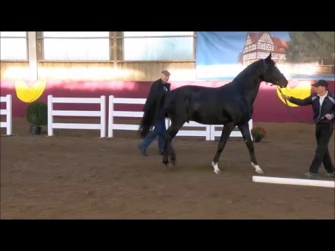 Diamaro Freispringen