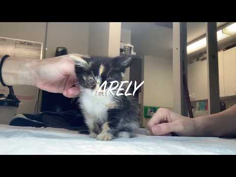 UPDATE! ARELY - KITTEN WITH SEVERE EYE INFECTION! (PART 3)