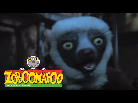 Fun Animals Show For Kids | Zoboomafoo 109 - Night time (Full Episode) |