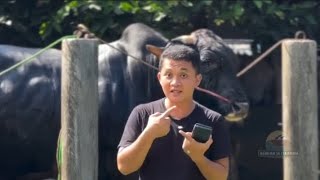 Download lagu Sapi Langka❗ Mas Hermawan Datangkan Sapi PO Langka Lansung Review Ketika Sapi Langka Di Setia Farm mp3
