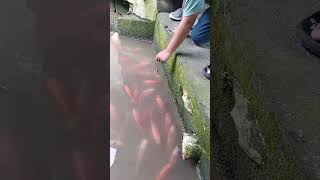 Download lagu tidak menyadari dapet ikan besar #ikan #mancing #ikanbesar #fishing mp3 Download lagu tidak menyadari dapet ikan besar #ikan #mancing #ikanbesar #fishing mp3