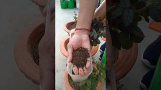 ROse🌹fertilizer fOr flOwering || Organic fertilizer for rose plant