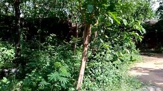 Bhuli bhatiyari mahal haunted place