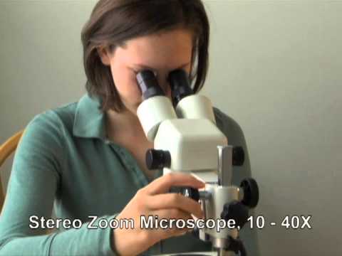 Learning about stereo microscopes