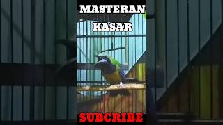 Download lagu CUCAK CUNGKOK ISTIMEWA mp3