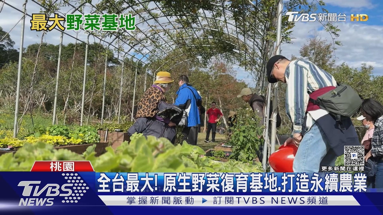 影音/桃園藏全台最大野菜基地!復育3000棵馬告樹 「18種原生菜」一次嚐