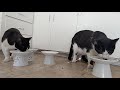 Tuxedo Cats Eat Breakfast On Thanksgiving