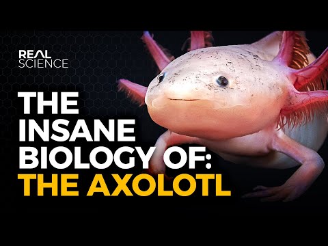 The Axolotl Is Unlike Any Other Creature On Earth. Here's Why They're Going Extinct
