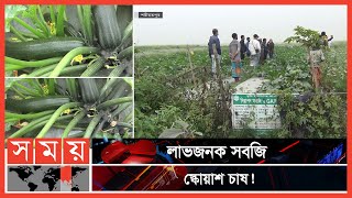 শরীয়তপুরে মধ্যপ্রাচ্যের সবজি স্কোয়াশ চাষ!