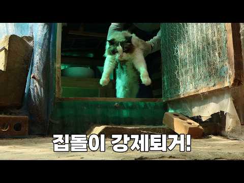 지긋지긋한 폭염이 끝나자 고양이들이 달라졌어요.