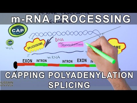 Überblick über die mRNA-Verarbeitung in Eukaryoten