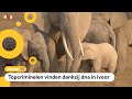 Er is een nieuwe manier om olifanten te beschermen