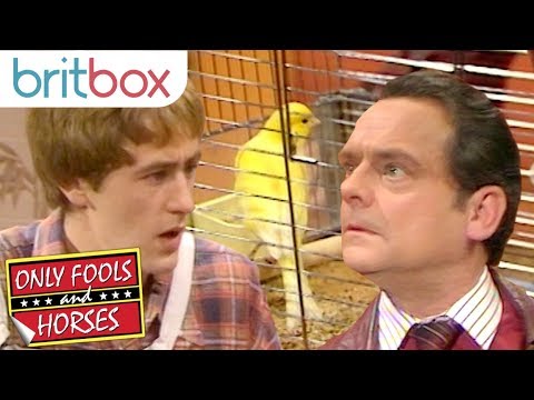 The Trotters Try to Replace Corrine's Dead Canary Bird | Only Fools and Horses