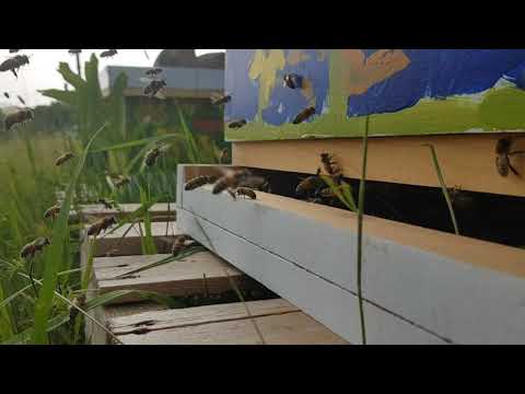 Wintergreen Studios Apiary | July 10, 2019