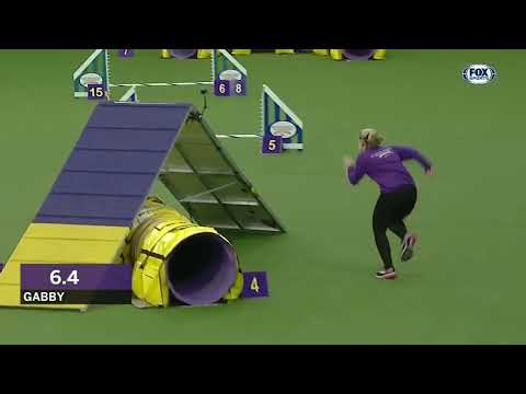 the best dogs أحسن كلاب مدربة