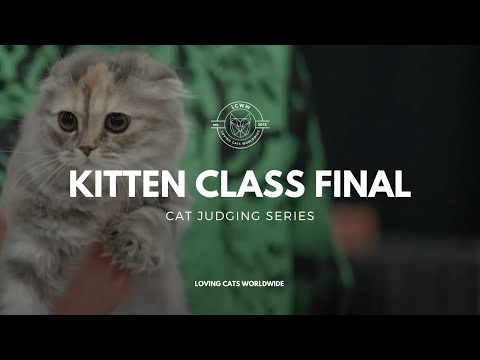 Cat Judging: Kitten Class Final from Pleasanton 2023