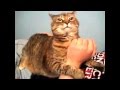 Смешные коты. (Funny cats) 