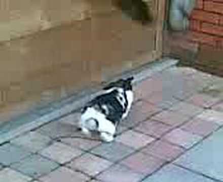 het konijn slaat terug