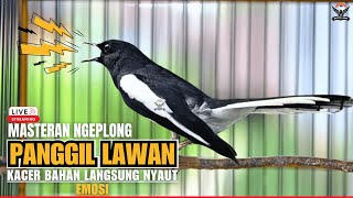 Download lagu 🛑KACER GACOR TARUNG NGEPLONG‼️AMPUH Untuk PANCINGAN KACER agar NYAUT EMOSI #kacergacor #kacermania mp3