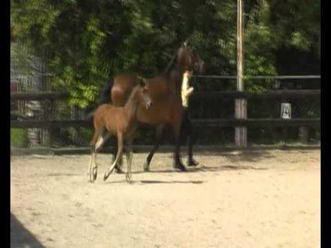 Quality Time Fohlenschau Film