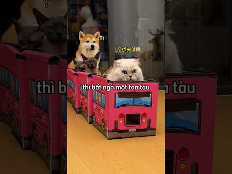 Những chú mèo lần đầu được đi tàu từ quả dưa leo 😂