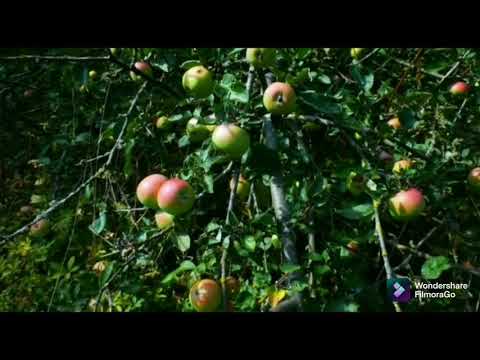 Abhay Singh Voice over artist