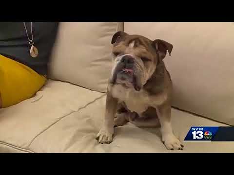 Birmingham humane society talks growing problem with puppy mills in Alabama