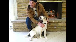 Video preview image #1 Mutt Puppy For Sale in Germanton, TN, USA