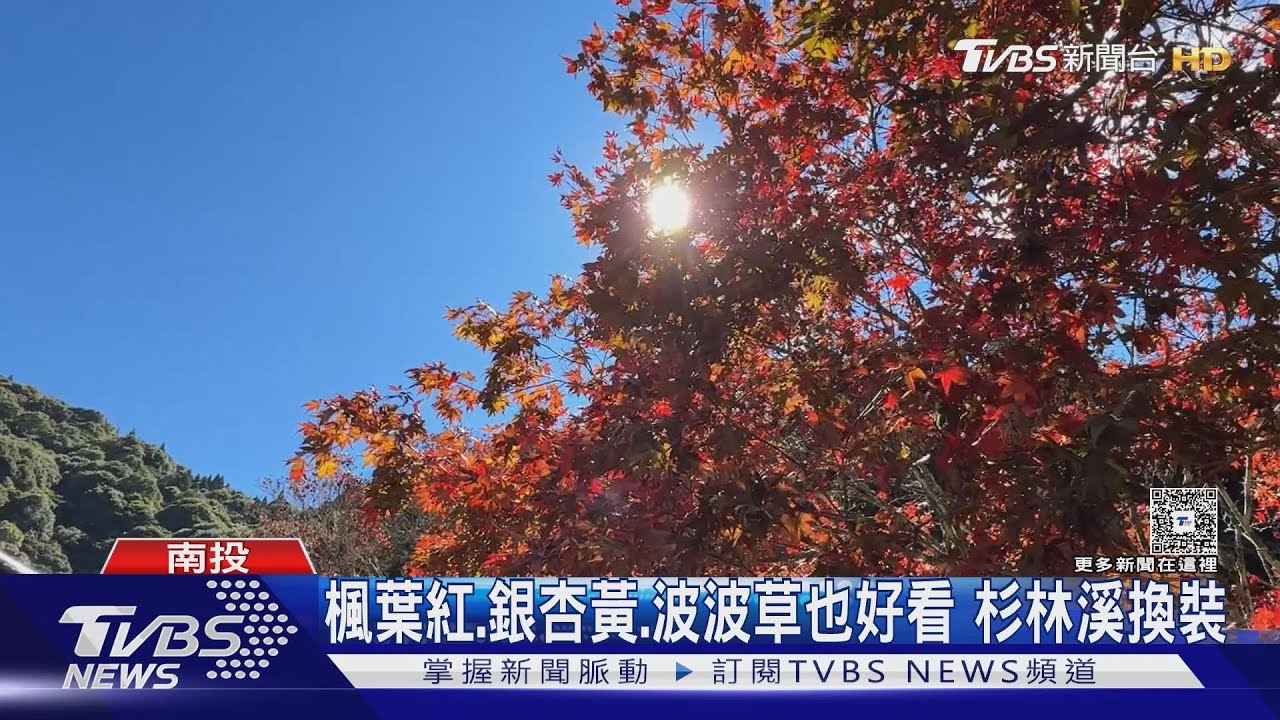南投三千青楓換新裝「轉紅七成」 園區銀杏波波草爭豔