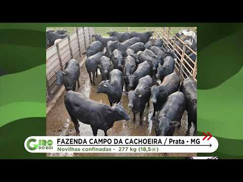 FAZENDA CAMPO DA CACHOEIRA: CONFINAMENTO PRODUZ FÊMEAS COM MÉDIA DE 18,5 ARROBAS EM MG
