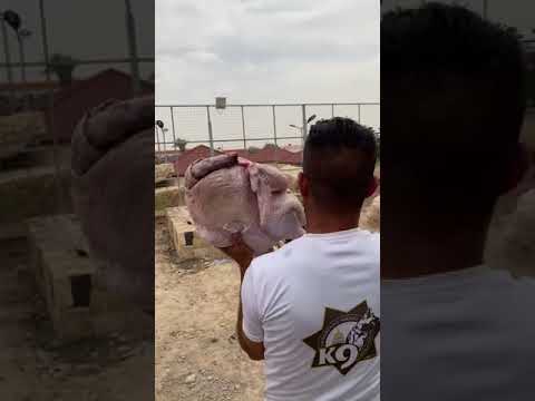 The biggest chicken feeding for Lion