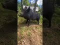 Pigg In The Dance Animals Tiktok Shorts Pig Dance Saveanimals Ytshort Yt
