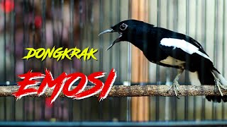 Download lagu KACER GACOR DONGKRAK EMOSI, PANCINGAN CEPAT BONGKAR ISIAN mp3