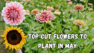 Top Cut Flowers to Plant in May | Your Planting Guide