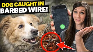 Not the Call I wanted to Make.. It was Our Dog 