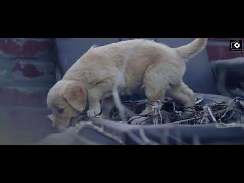 Dog Videos || Maggie || Golden Retriever || Dog Talks