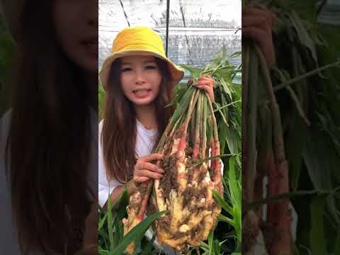 果樹のパテ、粘土、プロポリスワックスを治す方法