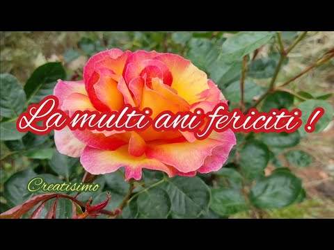 La multi ani de ziua ta 🌹 Urari pentru ziua de nastere 🥂 Mesaje frumoase 🥰 Felicitare muzicala
