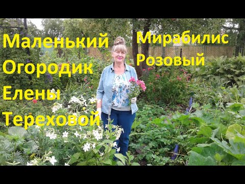 Маленький Огородик Елены Тереховой - 2012.08.23 Мирабилис Розовый