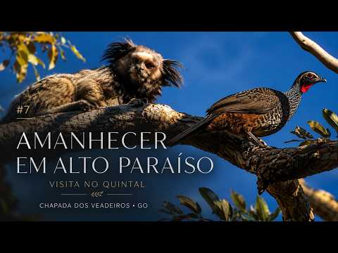 Amanhecer em Alto Paraíso | A natureza veio no quintal #7