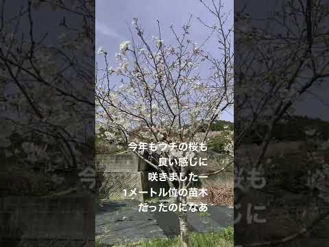 なぜ桜の木は実を結ばないのでしょうか？豊作のために解決すべき5つの潜在的な問題  庭園