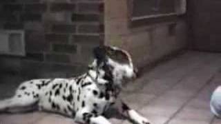 hilarious talking dog video