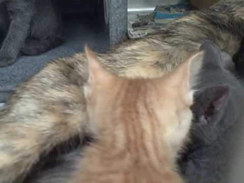 A723546, 47, 48, 49, 50, 51. Teagan, Theophilus, Teodora, Tiernan, Tahira, and Tiago