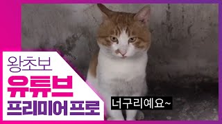 👍 가장 많이 쓰는 반응형 자막바 만들기 [왕초보 유튜브 프리미어 프로]