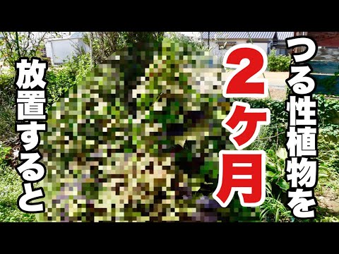 伸びすぎた植物を防ぐためのヒント 庭の練習