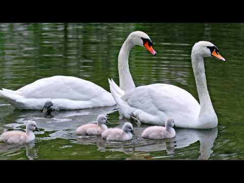 Elena Gulyaeva - "To Love You More"